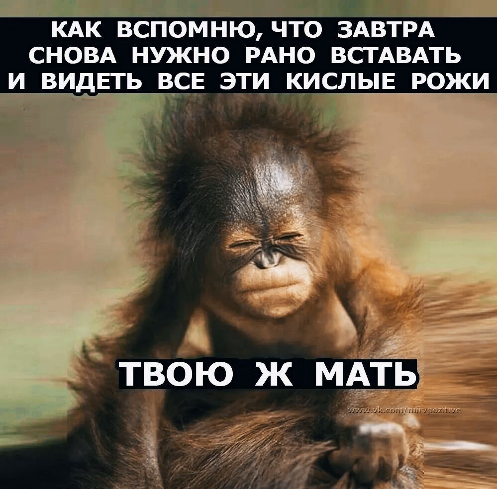 КАК ВСПОМНУ, ЧТО ЗАВТРА СНОВА НУЖНО РАНО ВСТАВАТЬ И ВИДЕТЬ ВСЕ ЭТИ КИСЛЫЕ РОЖИ ТВОЮ Ж МАТЬ