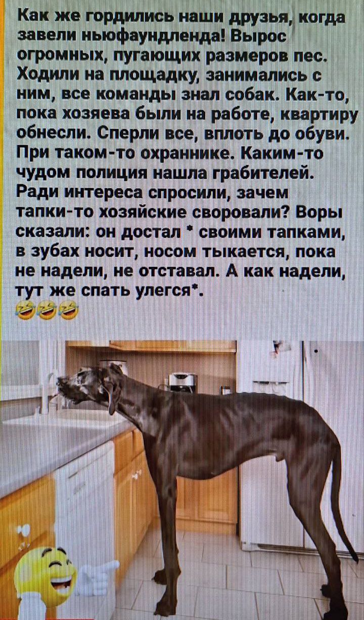 Как же гордились наши друзья, когда завели ньюфаундленда! Вырос огромный пес. Ходили на площадку, занимались с ним, все команды знал. Как-то, пока хозяева были на работе, квартиру обнесли. Сперли все, вплоть до обуви. Воры сказали: он достал — своим тапками, носом тыкается, пока не надели, не отступал. А как надели, тут же спать лёгся.