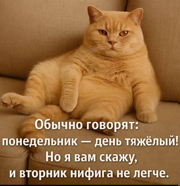 Обычно говорят: понедельник — день тяжёлый! Но я вам скажу, и вторник нифига не легче.