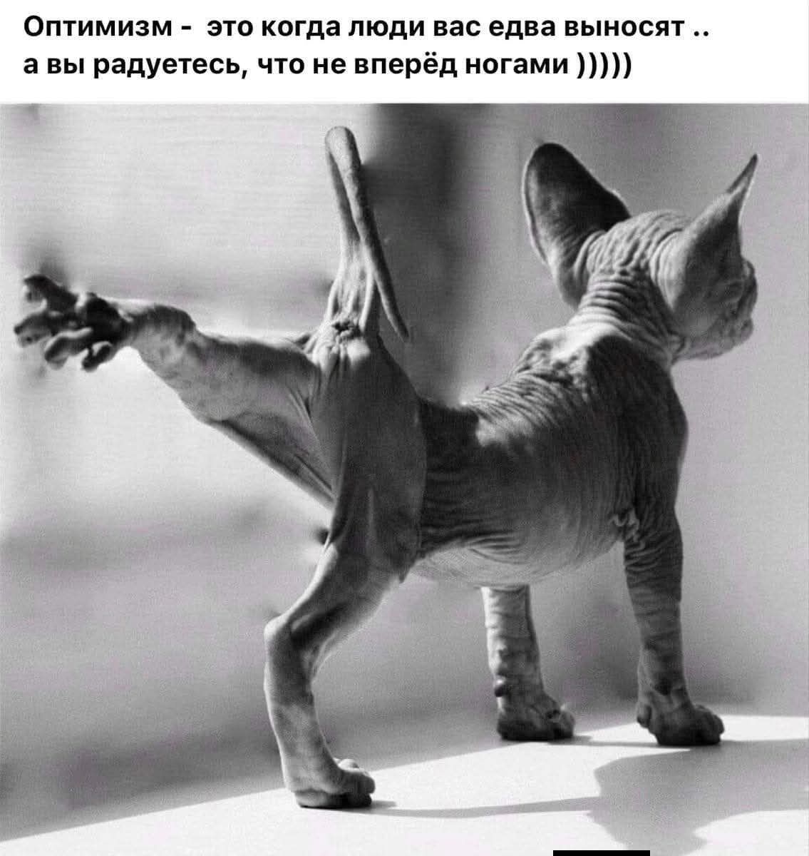 Оптимимзм - это когда люди вас едва выносят .. а вы радуетесь, что не вперёд ногами )))))