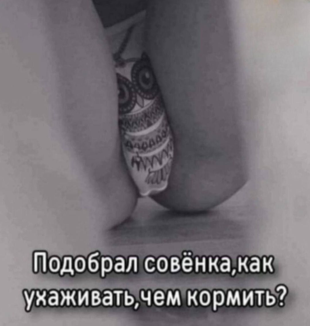 Подобрал совёнка, как ухаживать, чем кормить?