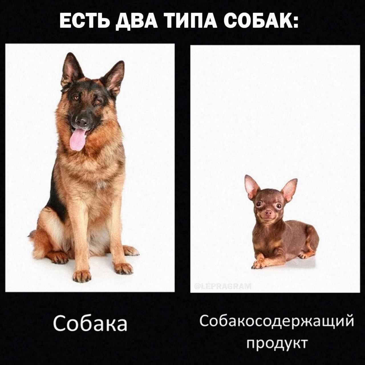 ЕСТЬ ДВА ТИПА СОБАК: Собака / Собакосодержащий продукт