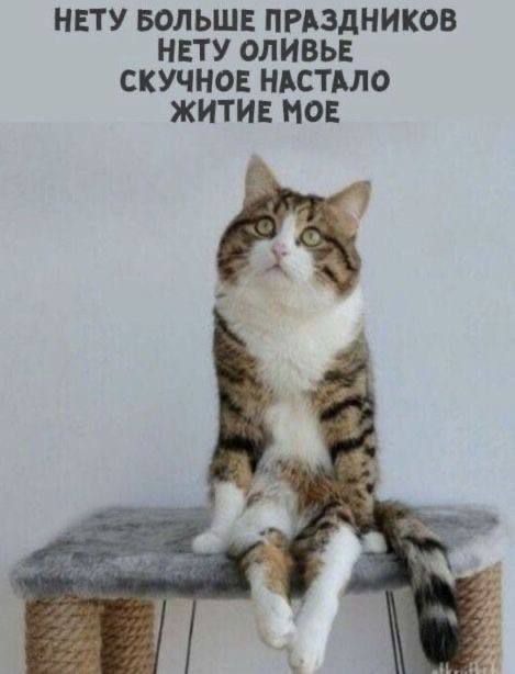 НЕТУ БОЛЬШЕ ПРАЗДНИКОВ НЕТУ ОЛИВЬЕ СКУЧНОЕ НАСТАЛО ЖИТИЕ МОЕ