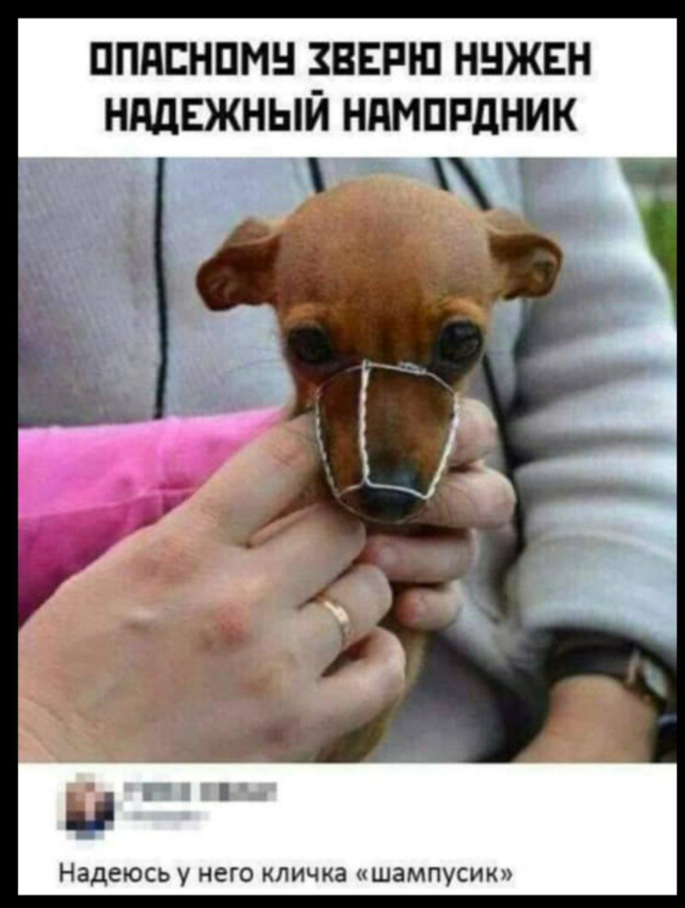 ОПАСНОМУ ЗВЕРЮ НУЖЕН НАДЕЖНЫЙ НАМОРДНИК
Надеюсь у него кличка «шампусик»