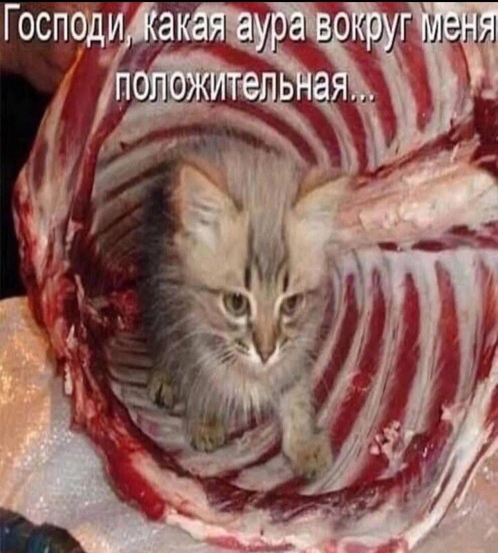 Господи, какая аура вокруг меня положительная...