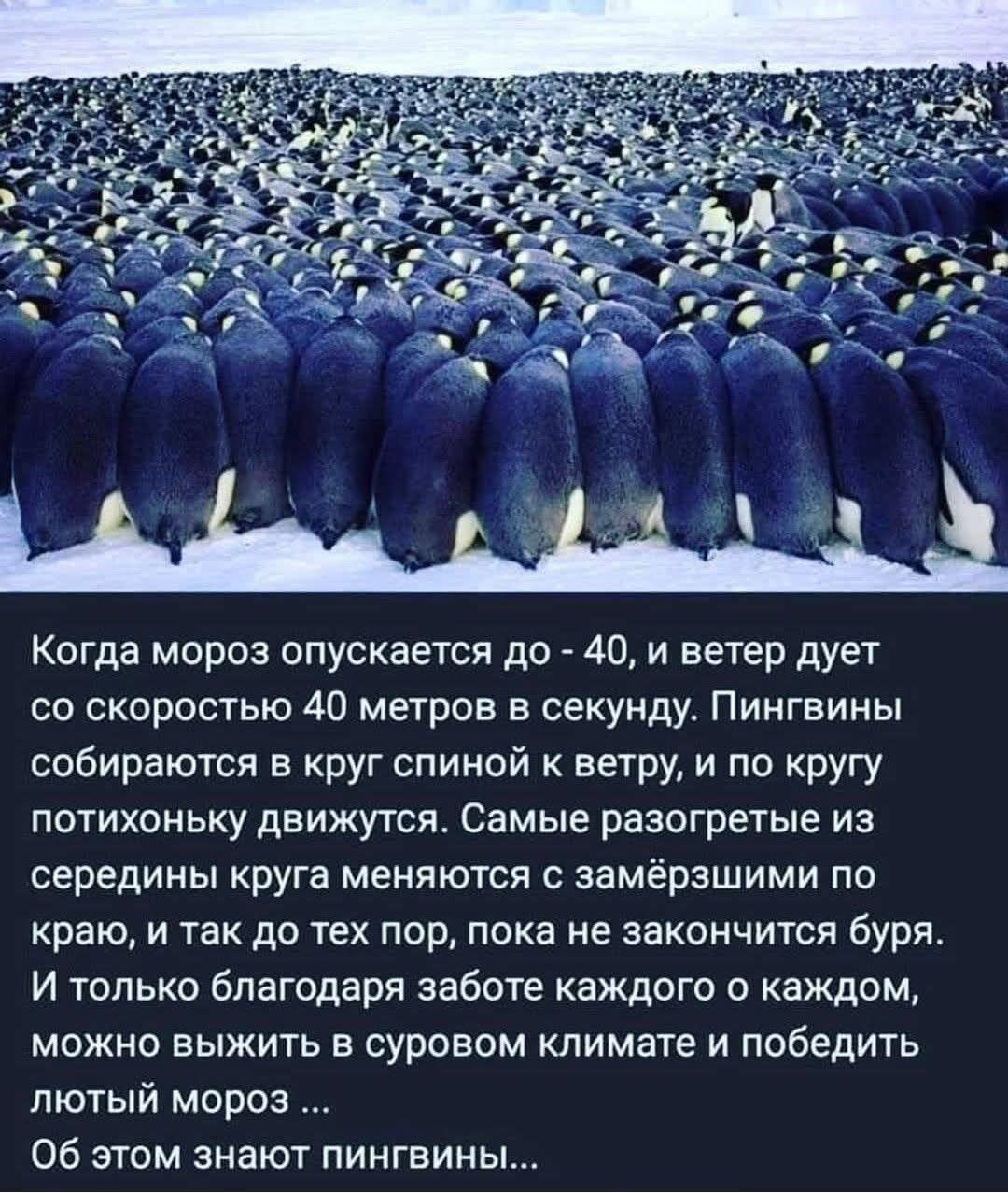 Когда мороз опускается до -40, и ветер дует со скоростью 40 метров в секунду. Пингвины собираются в круг спиной к ветру и по кругу движутся. Самые разогретые из середины круга меняются с замёрзшими по краю, и так до тех пор, пока не закончится буря. И только благодаря заботе каждого о каждом можно выжить в суровом климате.