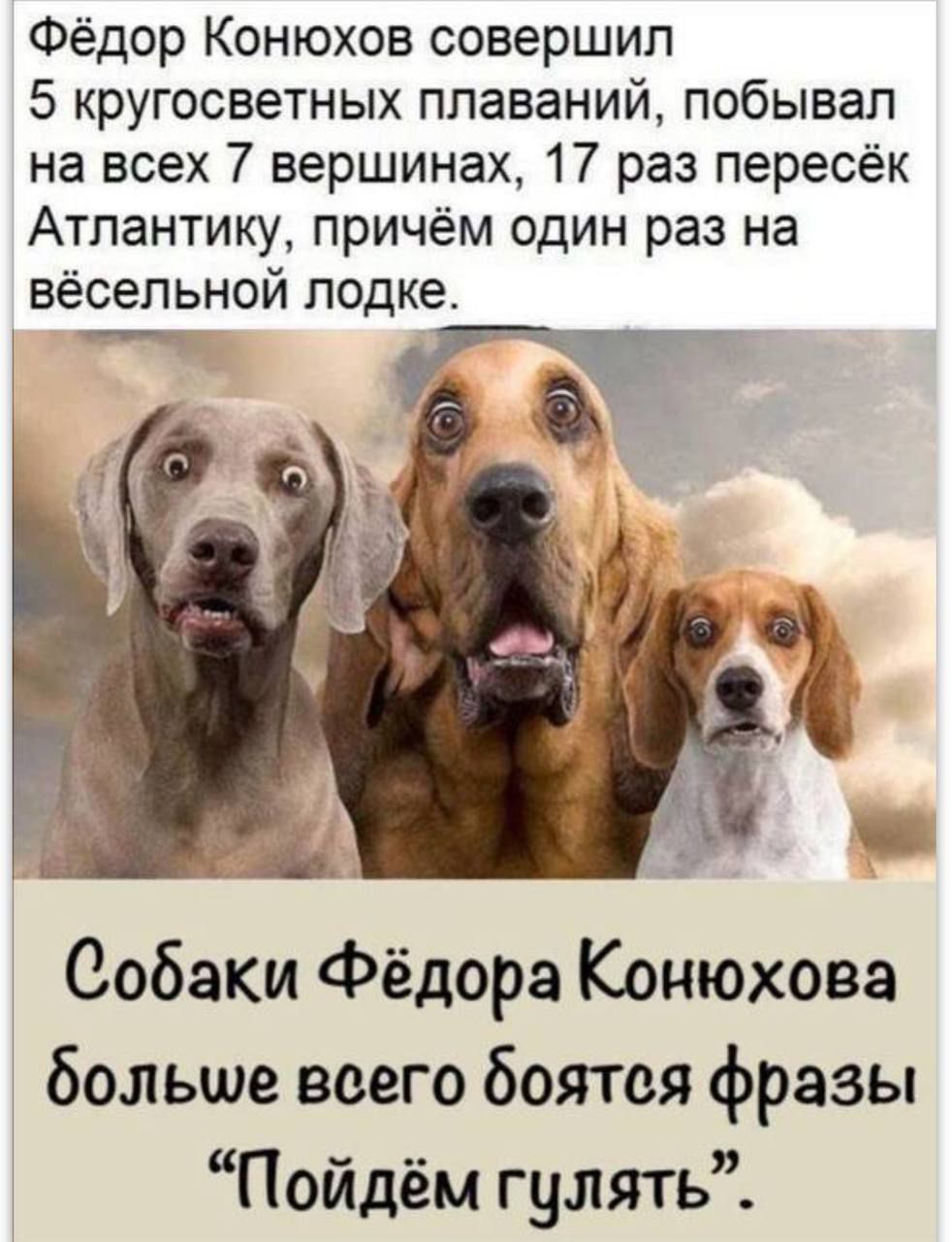 Фёдор Конюхов совершил 5 кругосветных плаваний, побывал на всех 7 вершинах, 17 раз пересёк Атлантику, причём один раз на весёлой лодке. Собаки Фёдора Конюхова больше всего боятся фразы «Пойдём гулять».