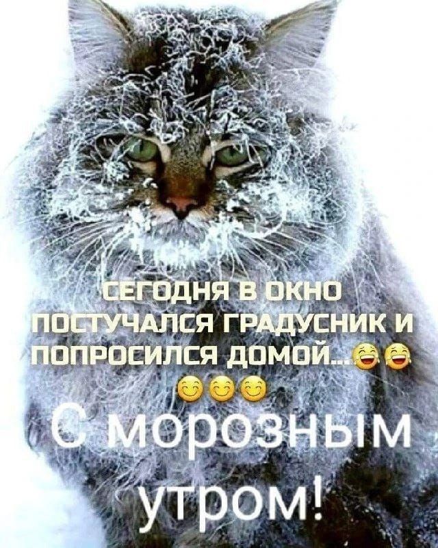 Сегодня в окно постучался градусник и попросился домой... 😅😂 С морозным утром!