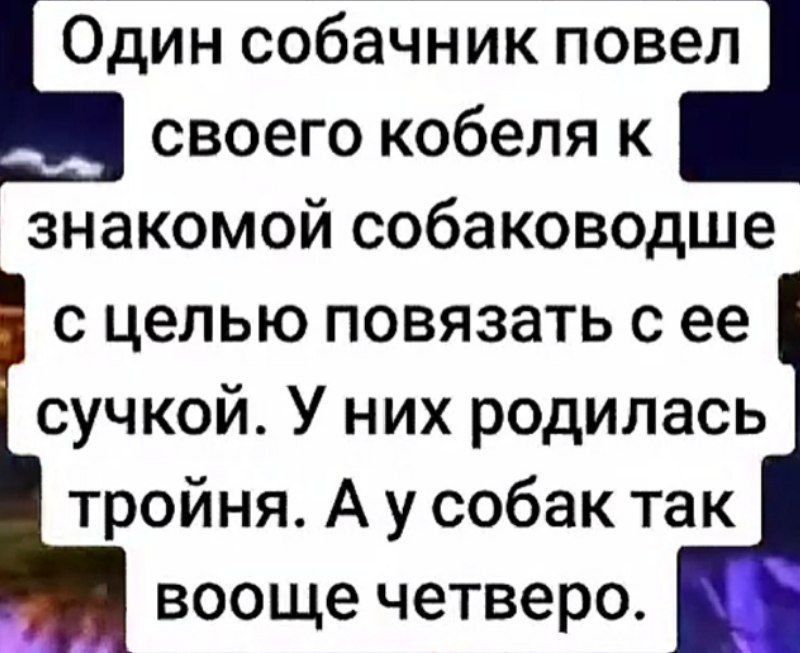 Один собачник повел своего кобеля к знакомой собаководще с целью повязать с ее сучкой. У них родилась тройня. А у собак так вообще четверо.