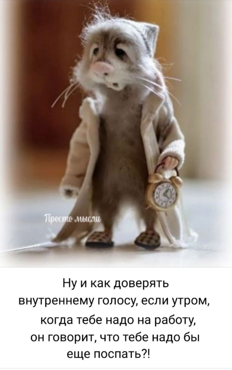 Ну и как доверять внутреннему голосу, если утром, когда тебе надо на работу, он говорит, что тебе надо бы еще поспать?!