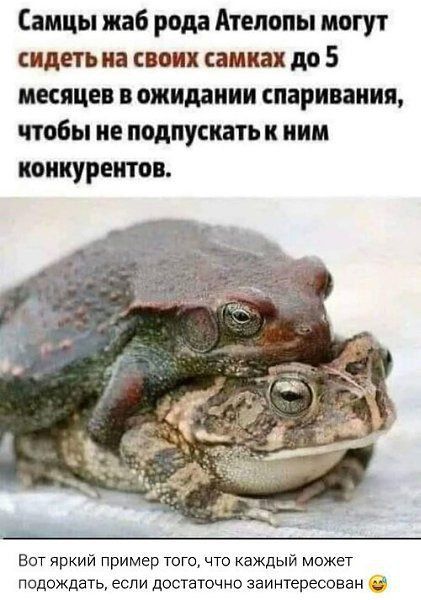 Самцы жаб рода Ателопы могут сидеть на своих самках до 5 месяцев в ожидании спаривания, чтобы не подпускать к ним конкурентов. 

Вот яркий пример того, что каждый может подождать, если достаточно заинтереcован 😂