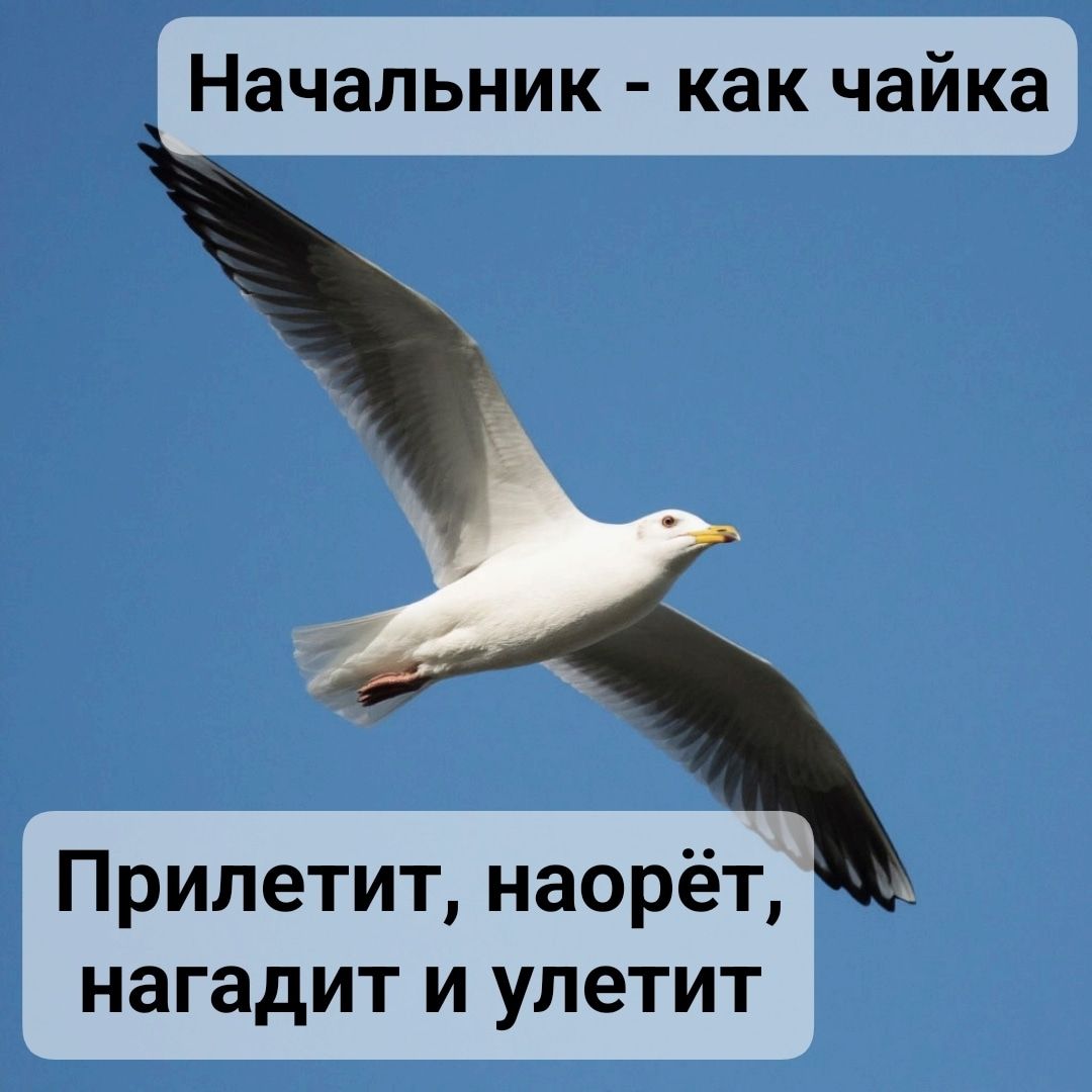 Начальник - как чайка\nПрилетит, наорёт, нагадит и улетит