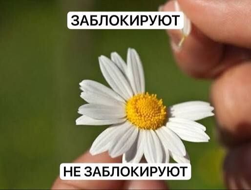 ЗАБЛОКИРУЮТ
НЕ ЗАБЛОКИРУЮТ