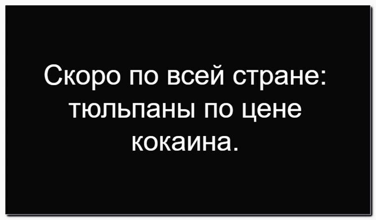 Скоро по всей стране: тюльпаны по цене кокаина.