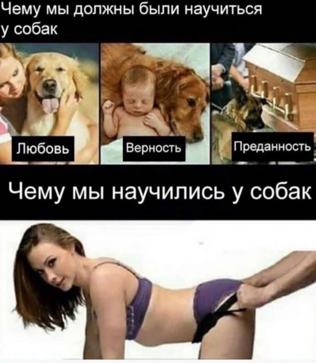 Чему мы должны были научиться у собак Любовь Верность Преданность Чему мы научились у собак
