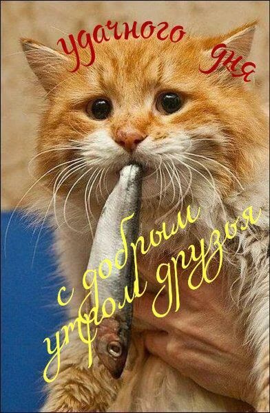Удачного дня. С добрым утром, друзья.