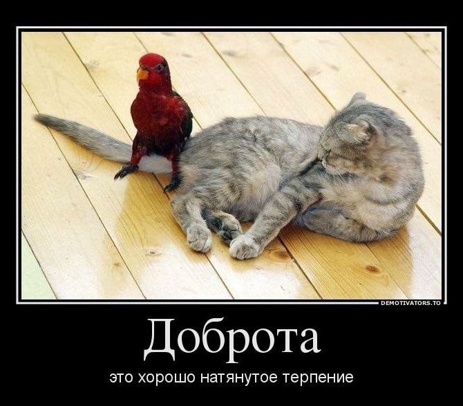 Доброта это хорошо натянутое терпение DEMOTIVATORS.TO