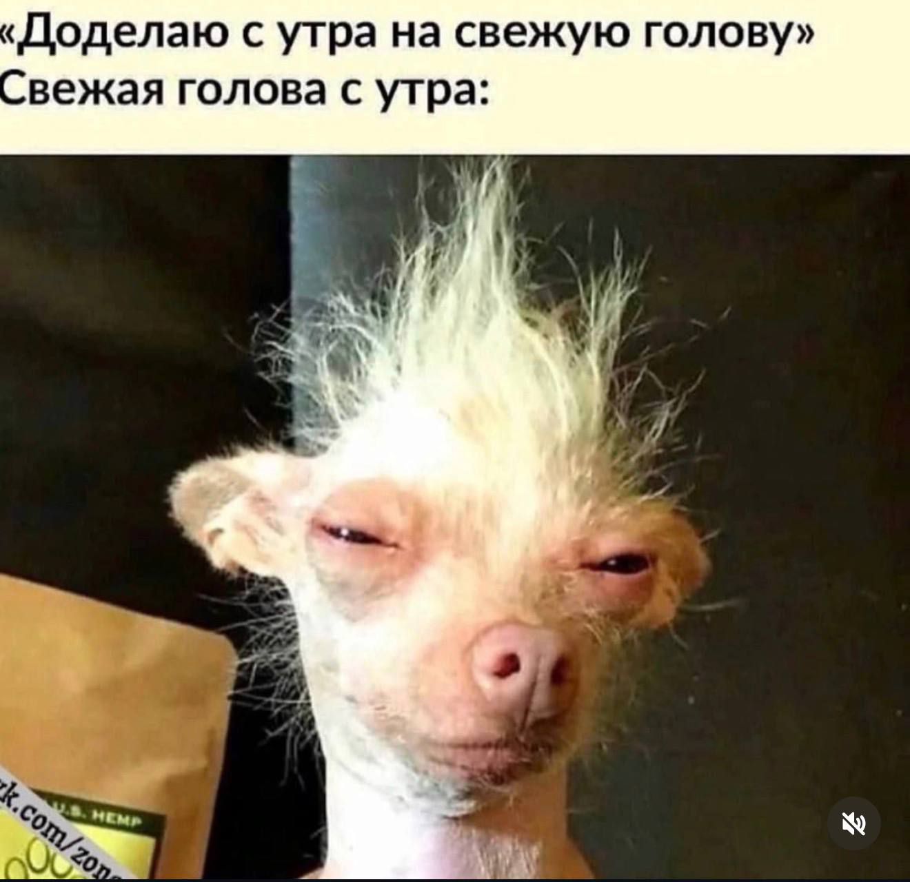 «Доделаю с утра на свежую голову» Свежая голова с утра: