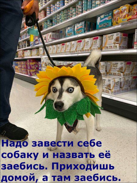 собаку и назвать её заебись Приходйшь