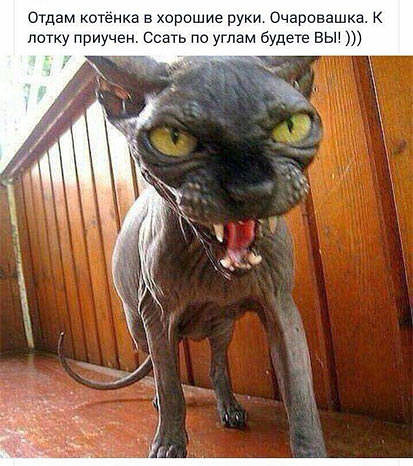 Отдам Котёнка хорошие руки Очаровашка лотку приучен со по углам будете вы