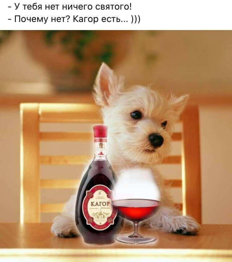 У тебя нет ничего святого Почему нет Кагор есть