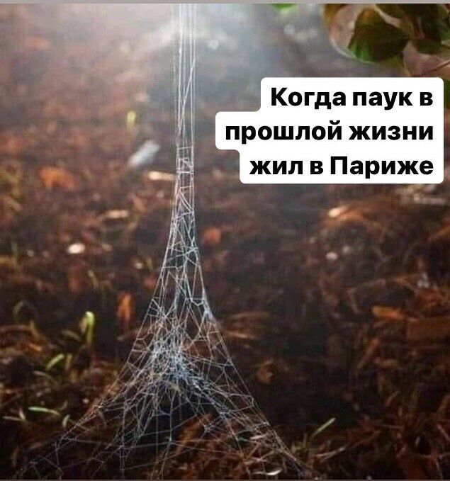 Когда паук в прошлой жизни жил в Париже