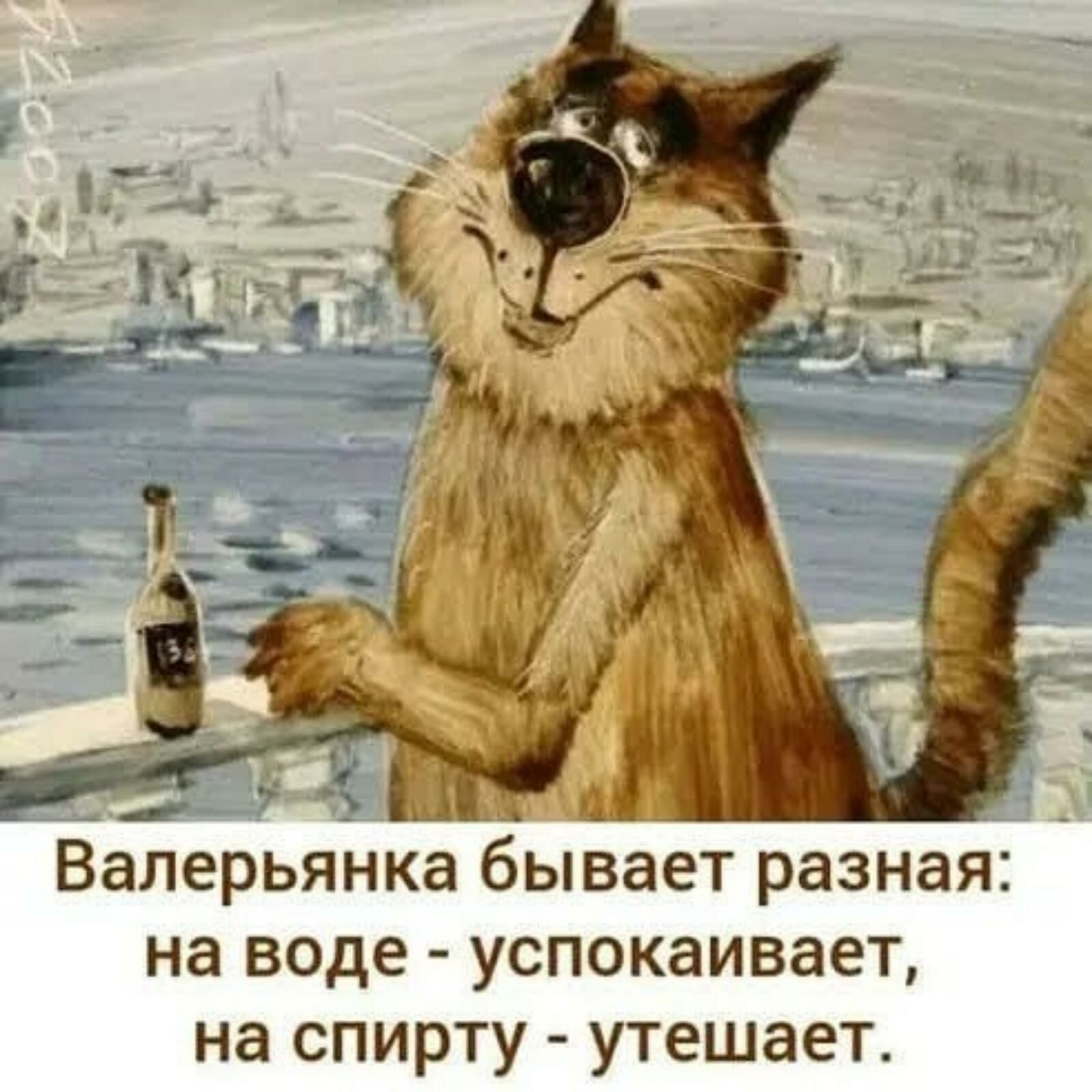 __ _ Валерьянка бывает разная на воде успокаивает на спирту утешает