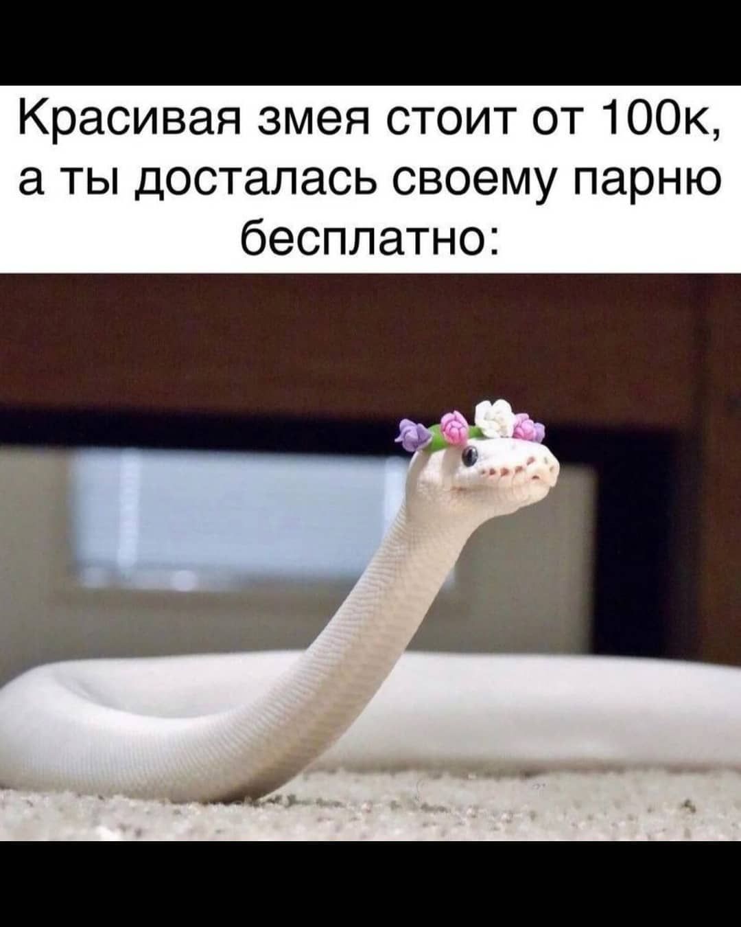 Красивая змея стоит от 1ООК а ты досталась своему парню бесплатно