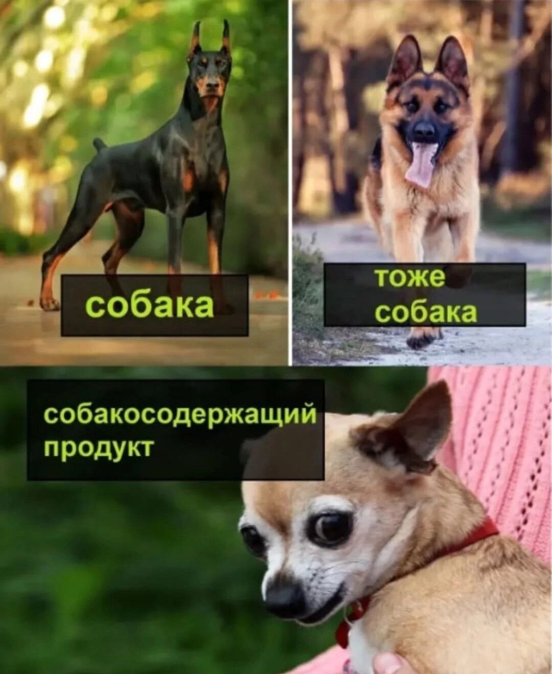 собакосодержащий продукт