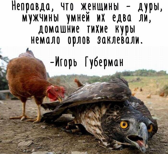 Неправда, что женщины - дуры, мужчины умней их едва ли, домашние тихие куры немало орлов заклевали.
- Игорь Губерман