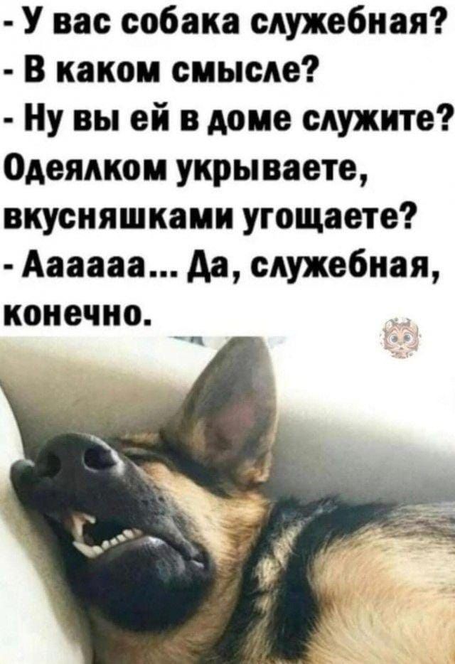 - У вас собака служебная? 
- В каком смысле? 
- Ну вы ей в доме служите? Одеялком укрываете, вкусняшками угощаете? 
- Аааааа... Да, служебная, конечно.