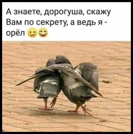 А знаете, дорогуша, скажу Вам по секрету, а ведь я - орёл