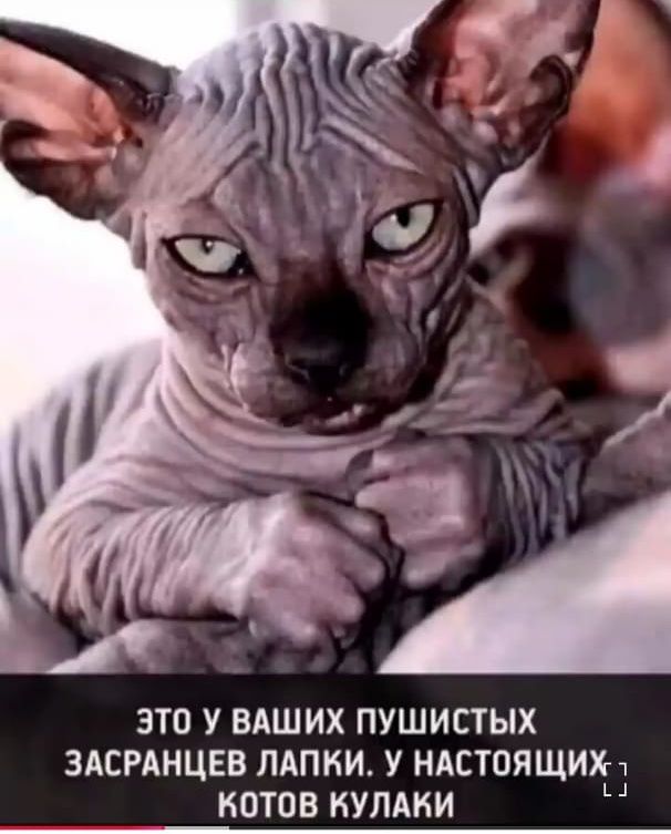 Это у ваших пушистых засланцев лапки. У настоящих котов кулаки