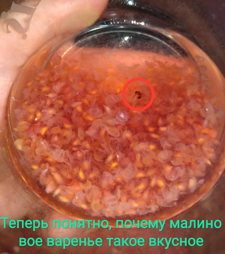 _ перь _нщпонемТмалино вое нье такое вкусное