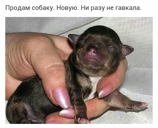 Продам собаку Новую Ни разу не гавкала