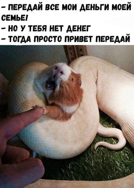 ПЕРЕДАЙ ВСЕ МОИ ДЕНЬГИ МОЕЙ СЕМЬЕ НО У ТЕБЯ НЕТ ДЕНЕГ ТОГДА ПРОСТО ПРИВЕТ ПЕРЕДАЙ