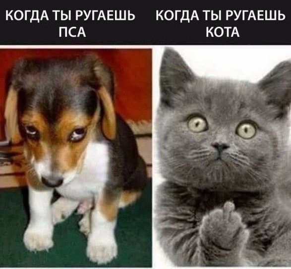 КОГДА ТЫ РУГАЕШЬ КОГДА ТЫ РУГАЕШЬ ПСА КОТА