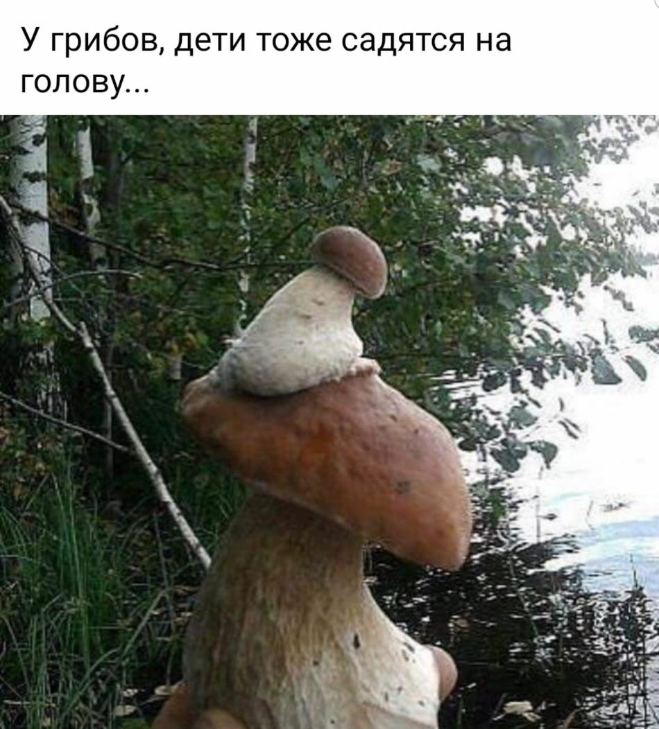У грибов дети тоже садятся на голову