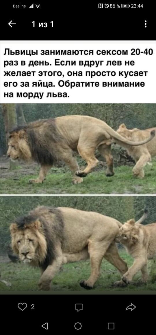 Везение Е 0386 23 44 1из1 Львицы занимаются сексом 20 40 раз в день Если вдруг лев не желает этого она просто кусает его за яйца Обратите внимание на морду льва