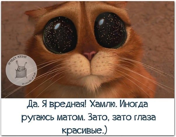 Да Я вредная Хампю Иногда ругаюсь матом Зато зато гпаза к9асивые