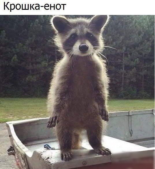 Крошка енот