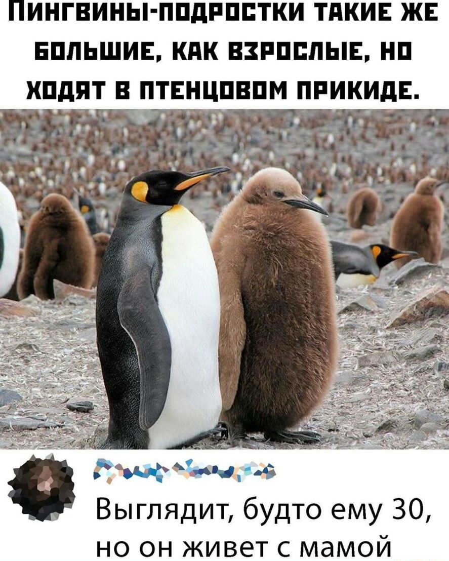 ПИНГВИНЫ ППДРПВТКИ ТдКИЕ ЖЕ ЕППЬШИЕ КПК ВЗРПППЫБ НП ШдПТ В ПТЕНИПВПМ ПРИКИдЕ гма Выглядит будто ему 30 но он живет с мамой