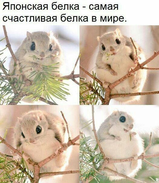 Японская белка самая счастливая белка в мире 7