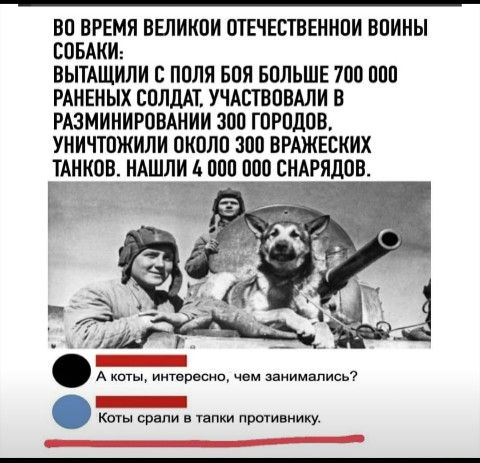 на время выикпи пгнчшвеннпи впины самки ВЫТАЩИЛИ ппля впя впльшв то ппп минных сплддт учдствпвдли в гдзминиговднии эоп гпгпдов уничтожили окопп зпо вмжвских танковдцлщли ппп поо сндгядов А киты интимно чем занимались Кош спали из папки пишивнику