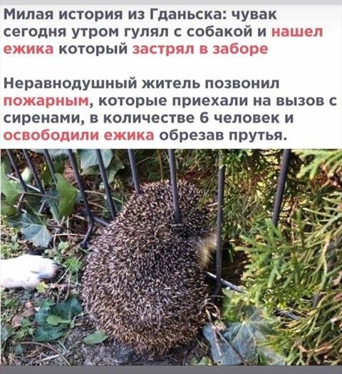 Милая история из Гданьска чувак сегодня утром гулял собакой и нашел ежика который застрял в заборе Неравнодушный житель ПОЗВОНИЛ пожарным которые приехали на ВЫЗОВ С сиренами В КОЛИЧЕСТВЕ 6 ЧЕЛОВЕК И освободили ежика обрезав прутья 3