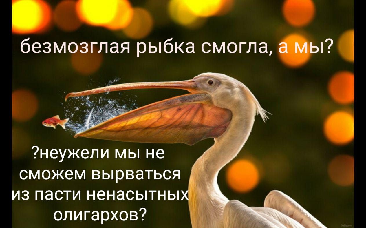 безмозглая рыбка смогла ы неужели мы не сможем вырваться из пасти ненасытны олигархов
