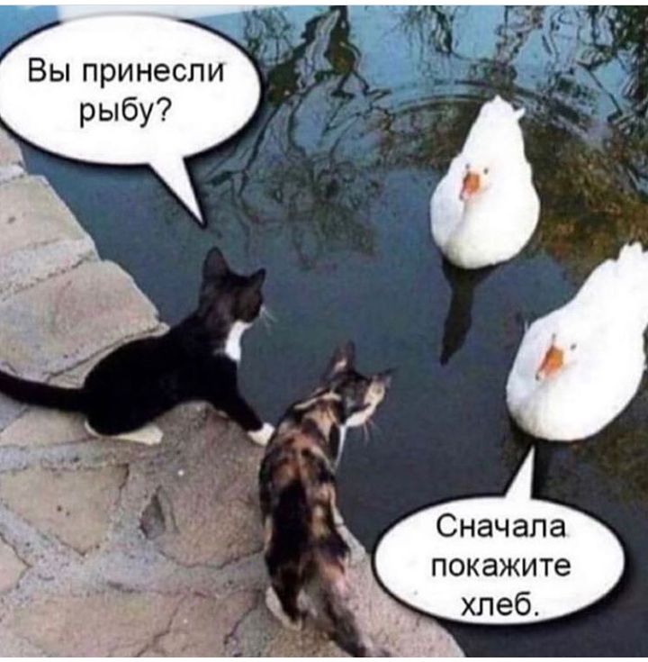 Вы принесли рыбу Сначала покажите хлеб