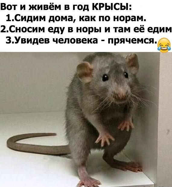 Вот и живём в год КРЫСЫ 1Сидим дома как по норам 2Сносим еду в норы и там её едим 3Увидев человека прячемся9