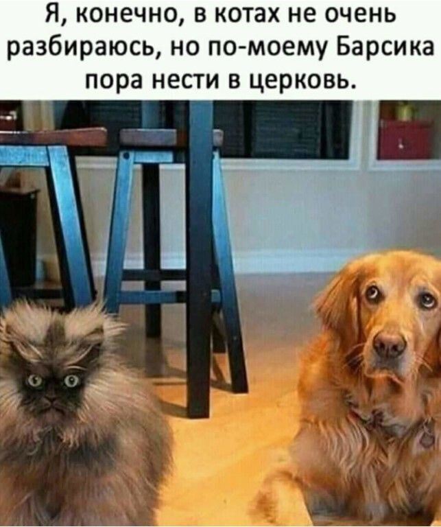 Я конечно в котах не очень разбираюсь но по моему Барсика пора НЕСТИ В ЦЕРКОВЬ тд