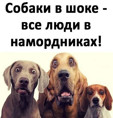 Собаки в шоке все люди в намордниках